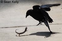 Crow vs. San Diego Alligator Lizard