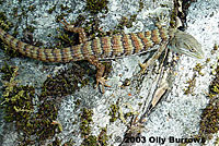 San Diego Alligator Lizard