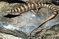 Panamint Alligator Lizard