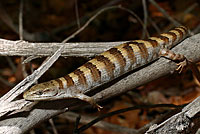 Panamint Alligator Lizard