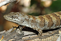 Panamint Alligator Lizard