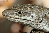 Panamint Alligator Lizard