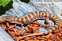 Panamint Alligator Lizard