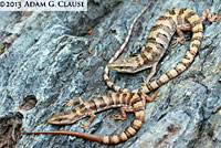 Panamint Alligator Lizard