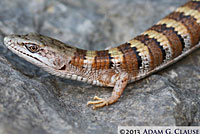 Panamint Alligator Lizard