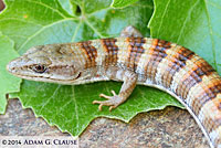 Panamint Alligator Lizard