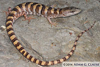 Panamint Alligator Lizard