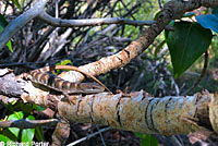 Panamint Alligator Lizard