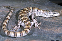 Panamint Alligator Lizard