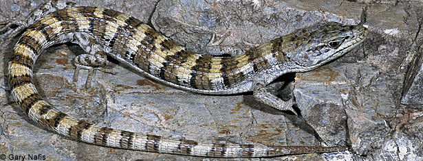 Panamint Alligator Lizard