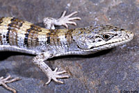 Panamint Alligator Lizard