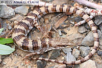 Panamint Alligator Lizard