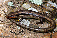 skink