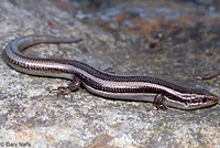 skink