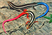 Skilton's Skink