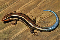 Skilton's Skink