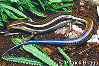 Skilton's Skink