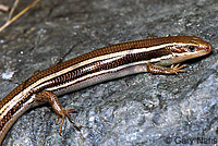 Skilton's Skink