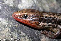 Skilton's Skink