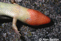 Skilton's Skink