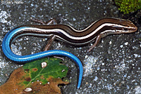 Skilton's Skink