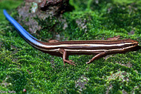 Skilton's Skink