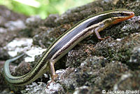 Skilton's Skink