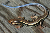 Skilton's Skink