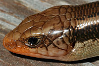 Skilton's Skink