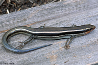 Skilton's Skink