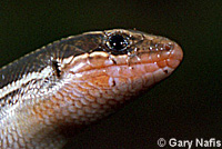 Skilton's Skink