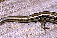 skink