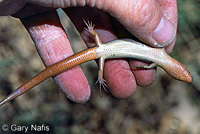 Skilton's Skink