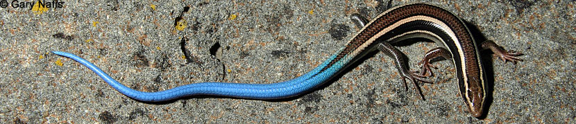 Skilton's Skink