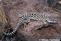 Long-nosed Leopard Lizard