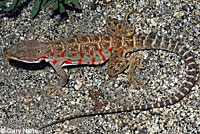 Cope's Leopard Lizard