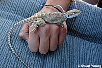 Cope's Leopard Lizard