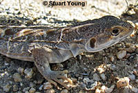 Cope's Leopard Lizard