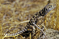 Blunt-nosed Leopard Lizard