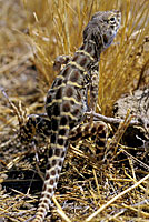 Blunt-nosed Leopard Lizard