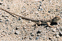 Blunt-nosed Leopard Lizard