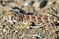 Blunt-nosed Leopard Lizard