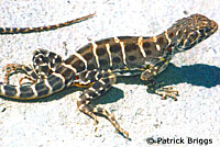 Blunt-nosed Leopard Lizard