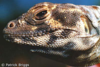 Blunt-nosed Leopard Lizard