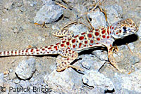 Blunt-nosed Leopard Lizard