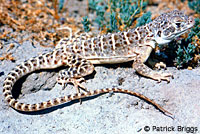 Blunt-nosed Leopard Lizard