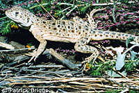 Blunt-nosed Leopard Lizard