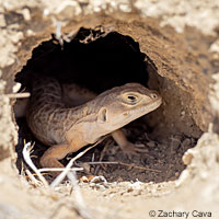 Blunt-nosed Leopard Lizard