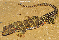 Blunt-nosed Leopard Lizard