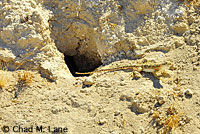 Blunt-nosed Leopard Lizard